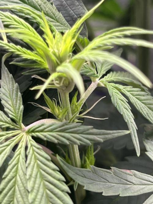 Biscotti. Week 7