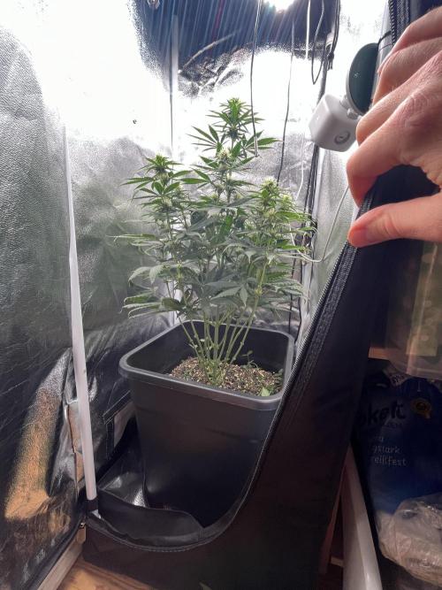 RQS Biscotti 26. Week 8