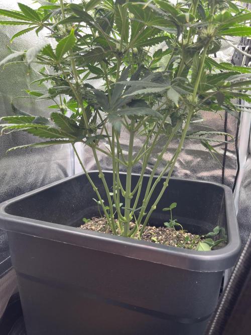 RQS Biscotti 26. Week 8
