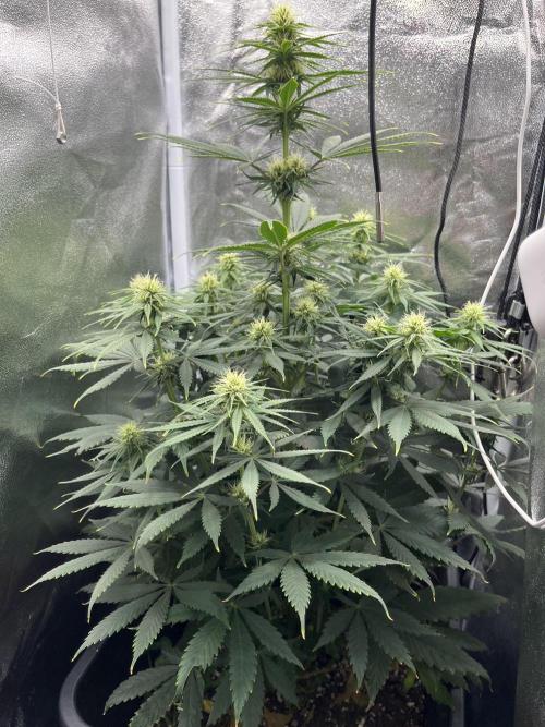 RQS Biscotti 26. Week 8 - Before lollipopping