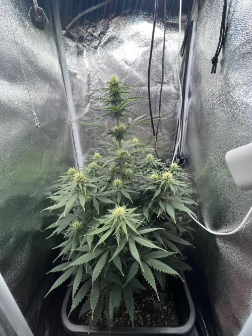RQS Biscotti 26. Week 8 - Before lollipopping