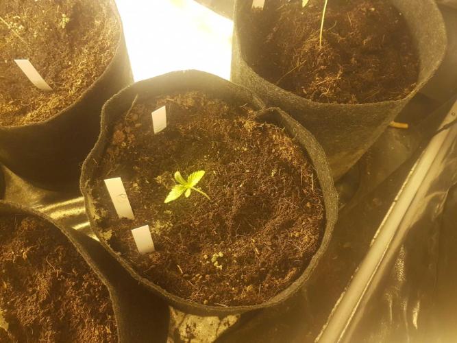 A/Venutian 5 strain grow. Week 0