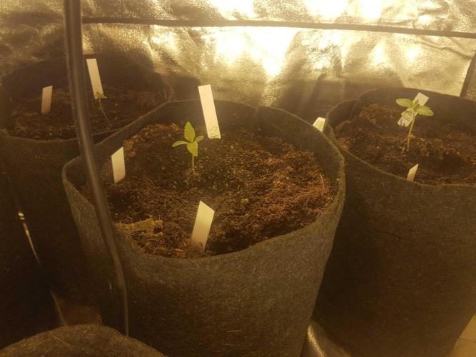 A/Venutian 5 strain grow. Week 0