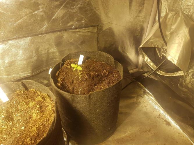 A/Venutian 5 strain grow. Week 0