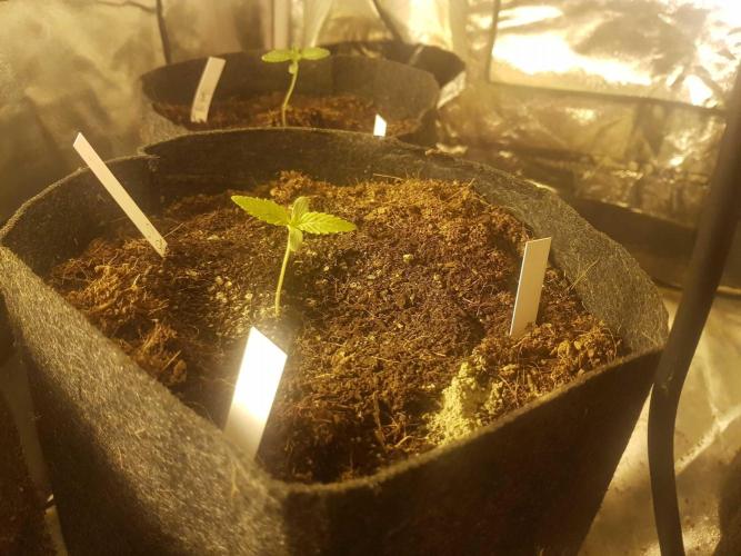 A/Venutian 5 strain grow. Week 0