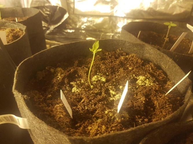 A/Venutian 5 strain grow. Week 0