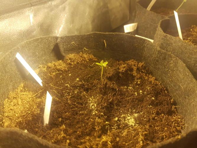 A/Venutian 5 strain grow. Week 0