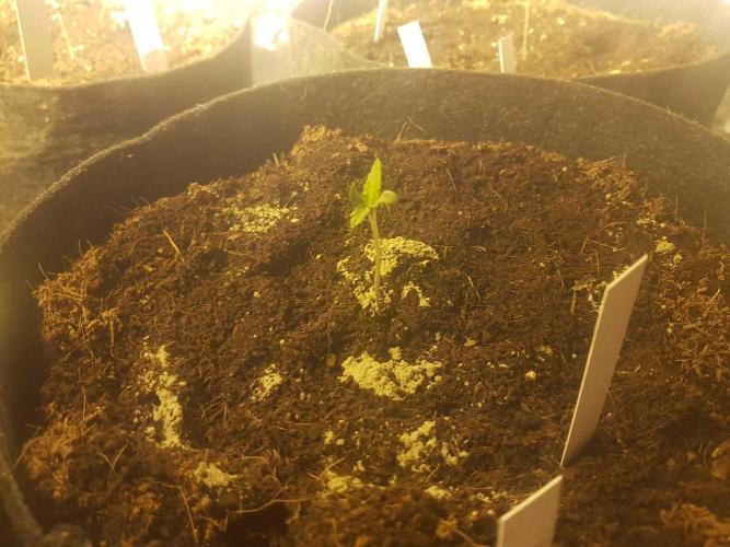 A/Venutian 5 strain grow. Week 0