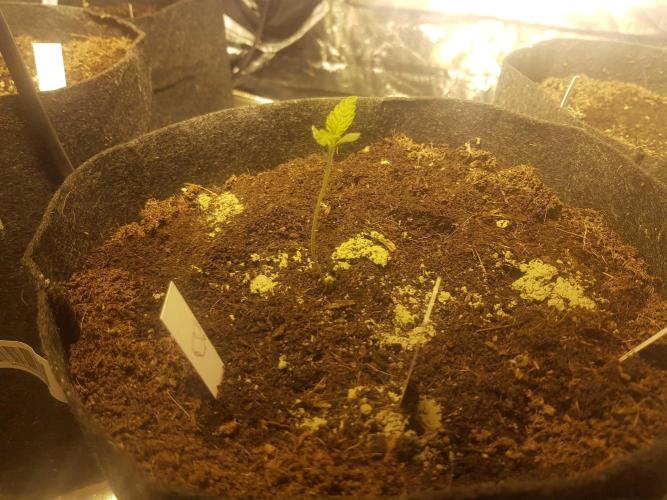 A/Venutian 5 strain grow. Week 0