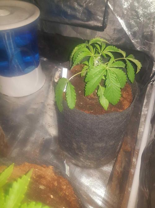 A/Venutian 5 strain grow. Week 3