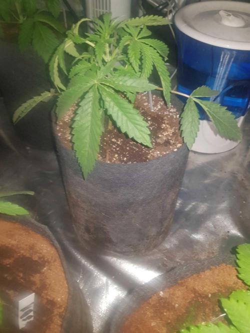 A/Venutian 5 strain grow. Week 3