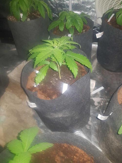 A/Venutian 5 strain grow. Week 3