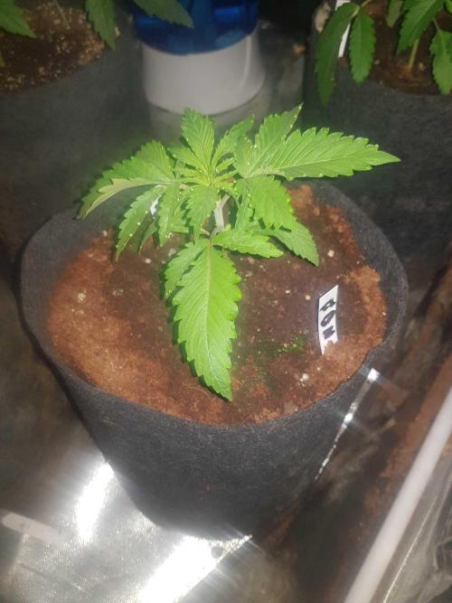A/Venutian 5 strain grow. Week 3