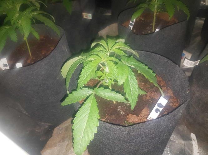 A/Venutian 5 strain grow. Week 3
