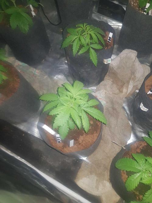 A/Venutian 5 strain grow. Week 3