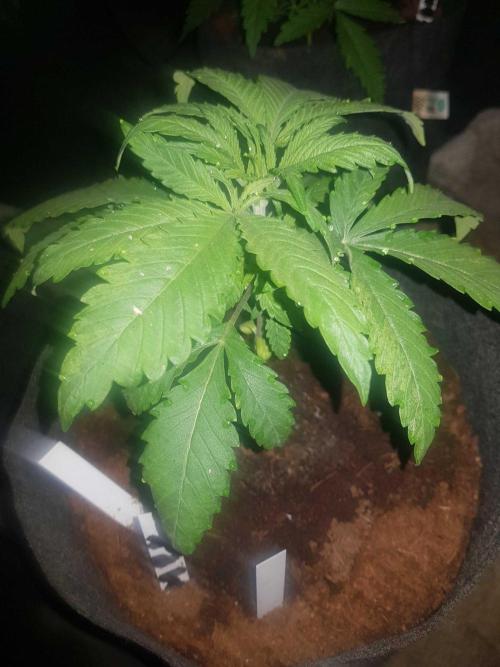 A/Venutian 5 strain grow. Week 3