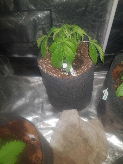 A/Venutian 5 strain grow. Week 3