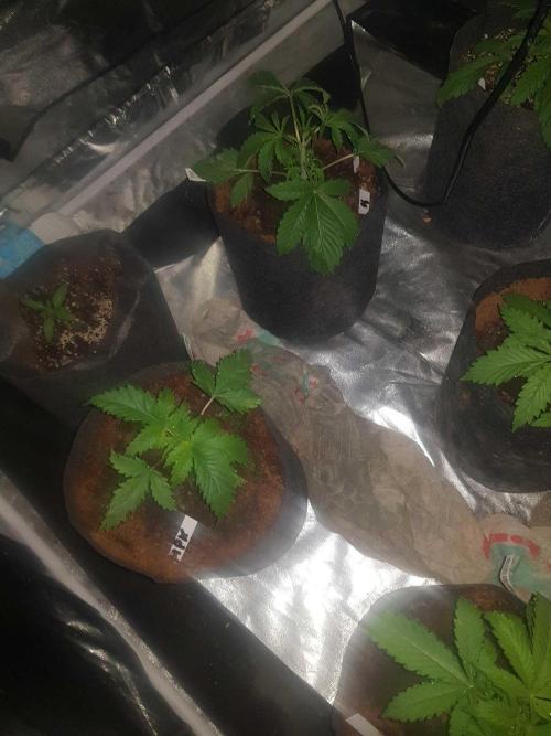 A/Venutian 5 strain grow. Week 3