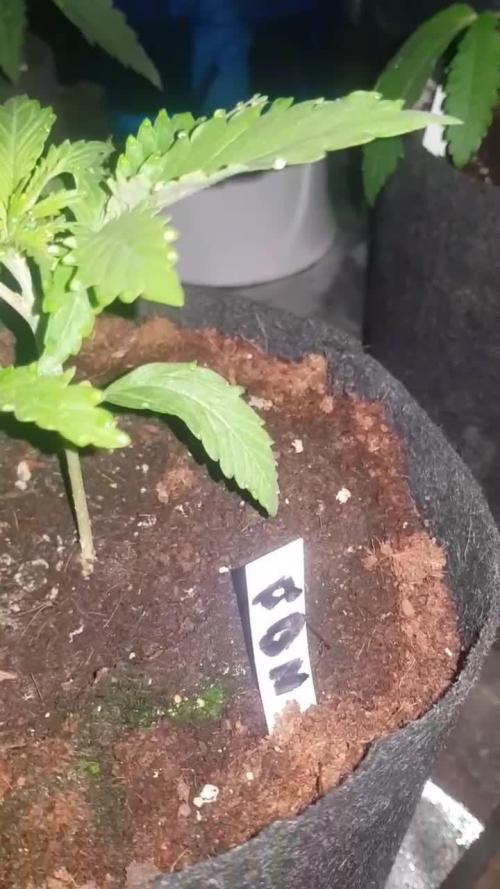 A/Venutian 5 strain grow