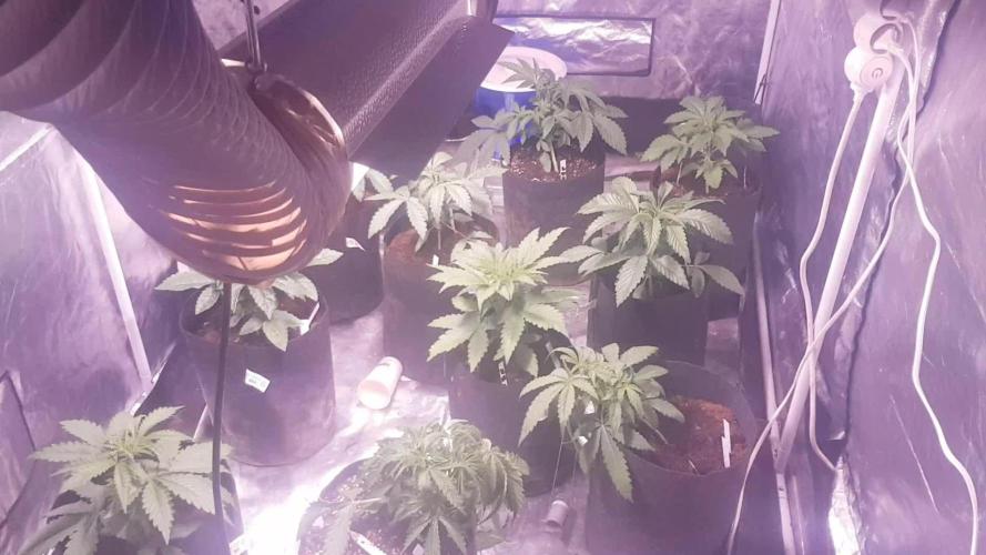 A/Venutian 5 strain grow