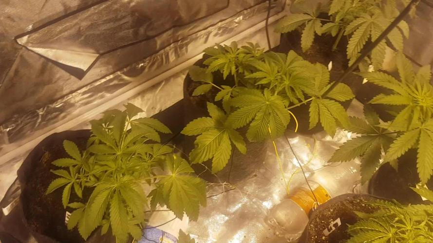 A/Venutian 5 strain grow