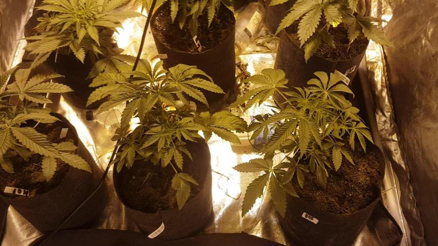 A/Venutian 5 strain grow