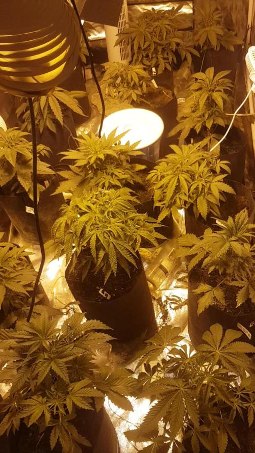 A/Venutian 5 strain grow