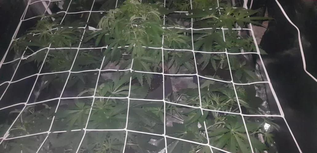 A/Venutian 5 strain grow