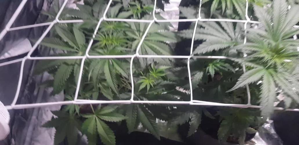 A/Venutian 5 strain grow