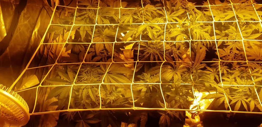 A/Venutian 5 strain grow