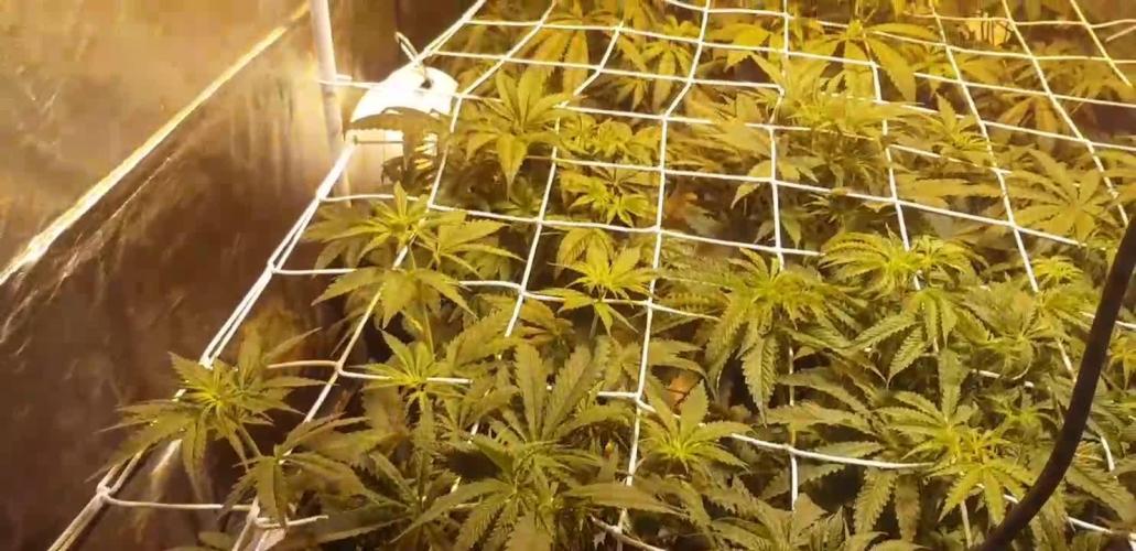 A/Venutian 5 strain grow