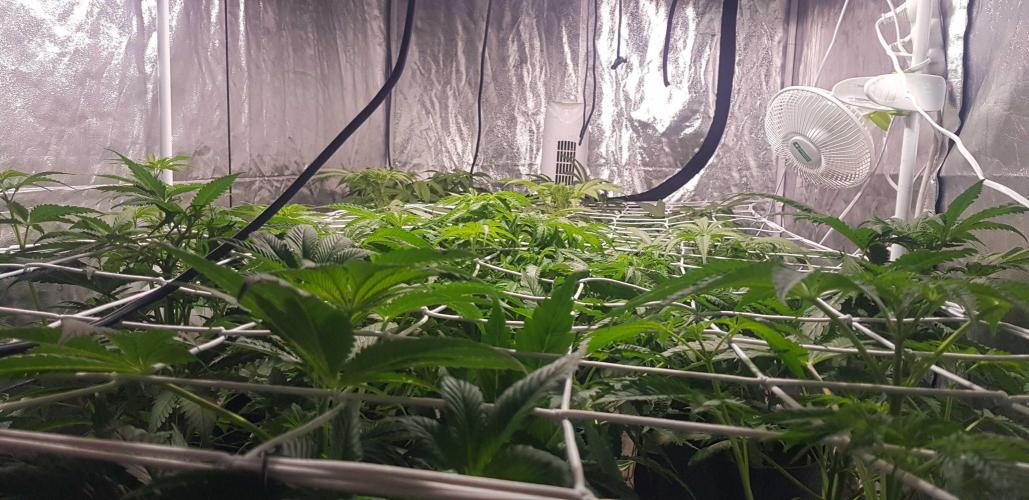 A/Venutian 5 strain grow. Week 5 - F+6
