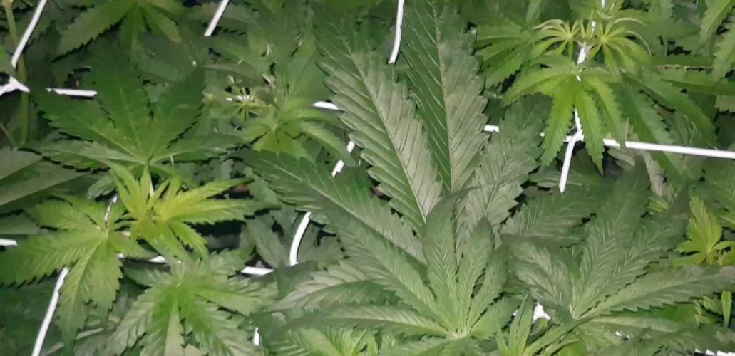 A/Venutian 5 strain grow