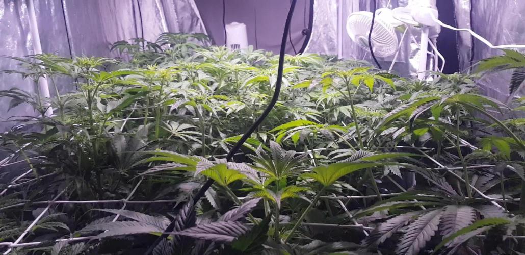 A/Venutian 5 strain grow