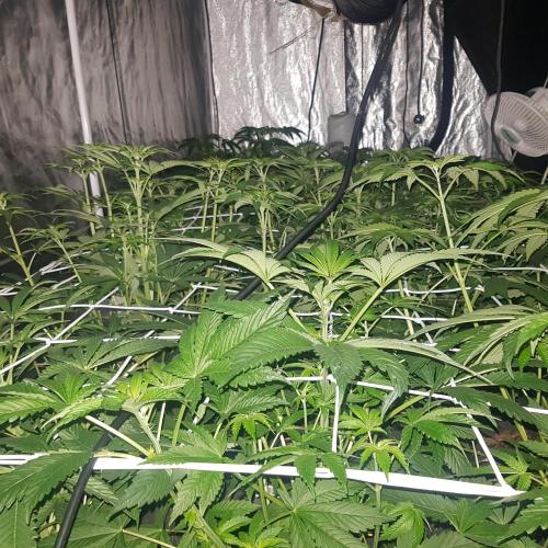 A/Venutian 5 strain grow. Week 6