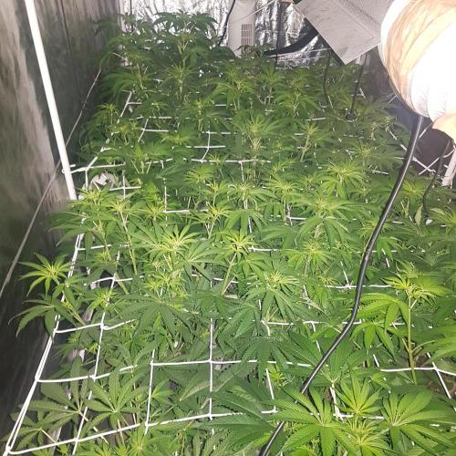 A/Venutian 5 strain grow. Week 6