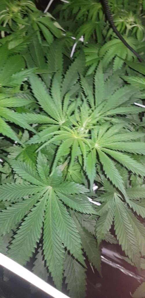 A/Venutian 5 strain grow