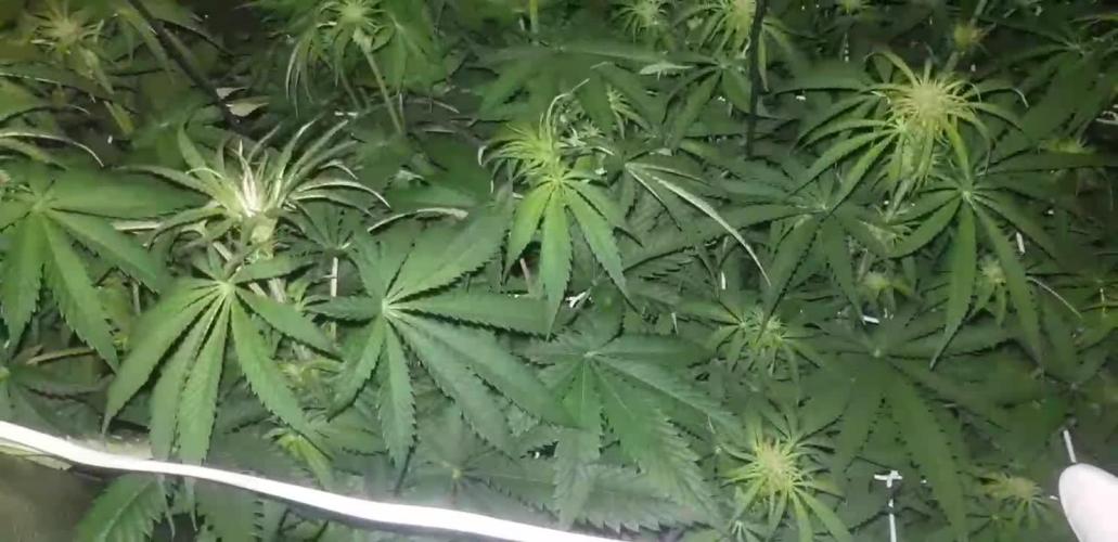 A/Venutian 5 strain grow