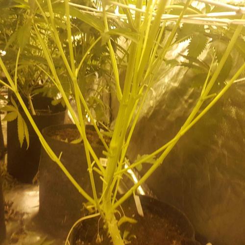 A/Venutian 5 strain grow. Week 8 - Just to post the comment bellow :)