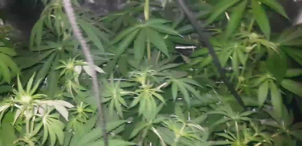 A/Venutian 5 strain grow