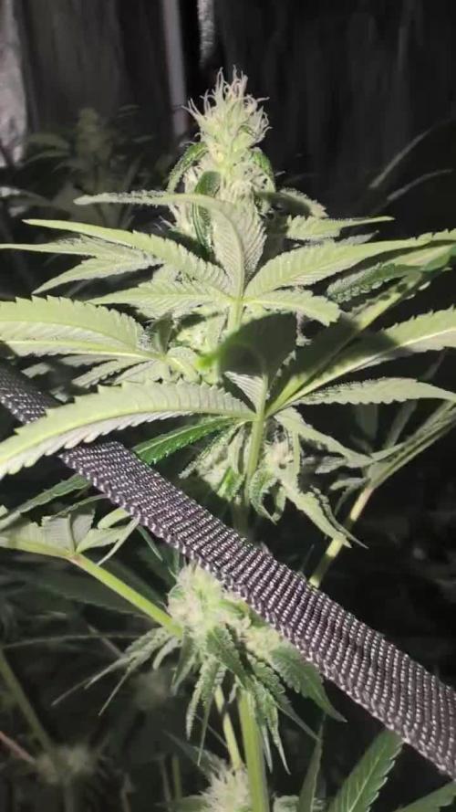 A/Venutian 5 strain grow