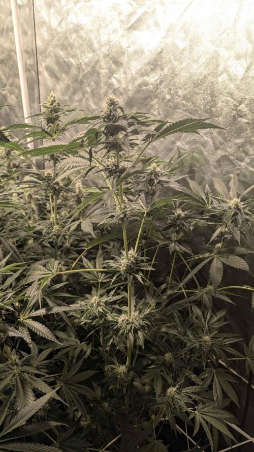A/Venutian 5 strain grow. Week 9 - very large pink sherbert ( my favorite one ;) )