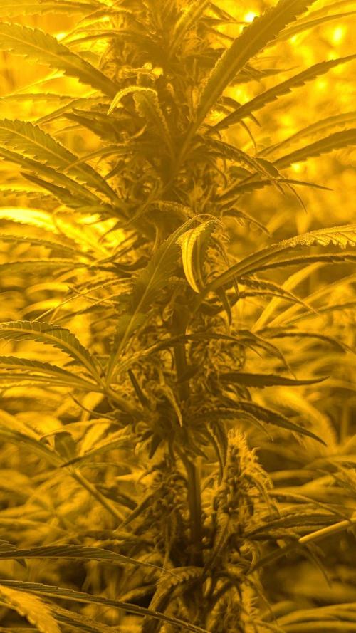 A/Venutian 5 strain grow. Week 9 - Mendocino pheno #3