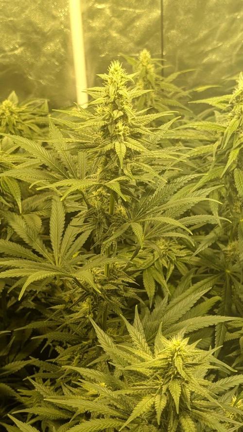 A/Venutian 5 strain grow. Week 9 - Mendocino pheno #2