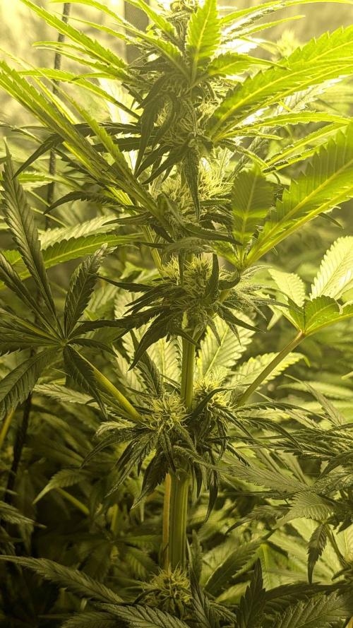 A/Venutian 5 strain grow. Week 9 - Mendocino Purple Kush