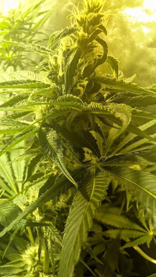 A/Venutian 5 strain grow. Week 9 - Pink Sherbert