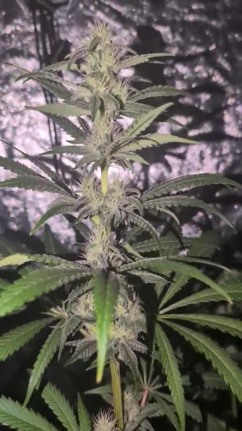 A/Venutian 5 strain grow
