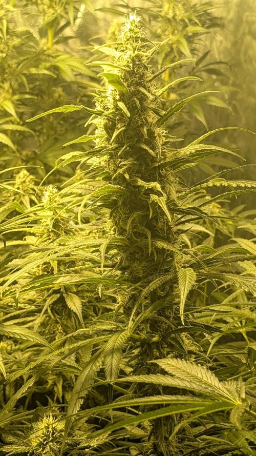 A/Venutian 5 strain grow. Week 10 - Mendocino Purple Kush ( most massive phenotype ) 