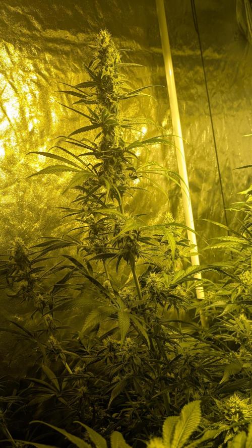 A/Venutian 5 strain grow. Week 10 - Free Blueberry Nation ( good sight for taking the picture ) 