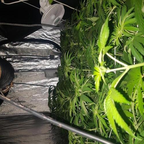 A/Venutian 5 strain grow. Week 6 - end of week 2 flo +14 tonight strech almost over 
